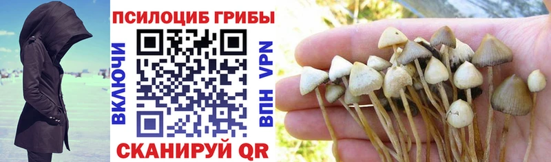 Псилоцибиновые грибы Cubensis  Купить закладки  Опочка 
